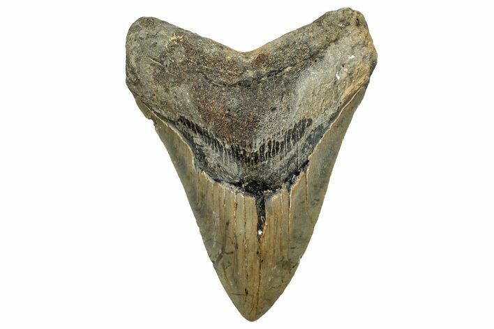 Fossil Megalodon Tooth - North Carolina #328834